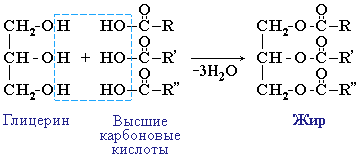 Образование жиров. Реакции этерификации глицерин и высшие карбоновые кислоты. Синтез жиров формулами. Реакция образования жира из глицерина. Реакция глицерина с высшими карбоновыми кислотами.